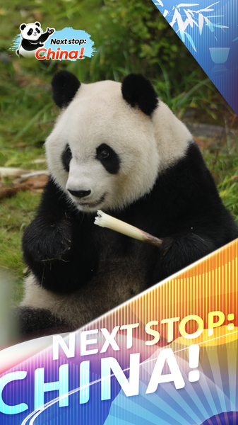 Conoce_a_Xing_Ya__la_panda_zen_del_Centro_de_Chengdu video poster