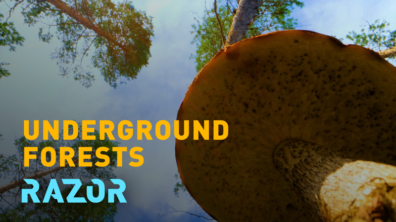 El_poder_oculto_de_los_hongos__la_red_que_sustenta_la_vida video poster