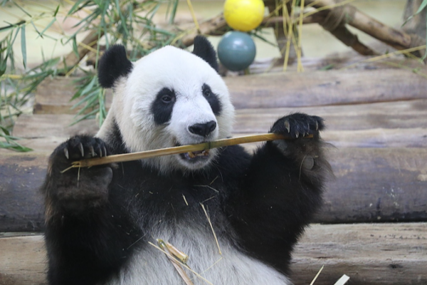 Episodio_6__Momentos_adorables_con_pandas_gigantes_en_Hainan video poster