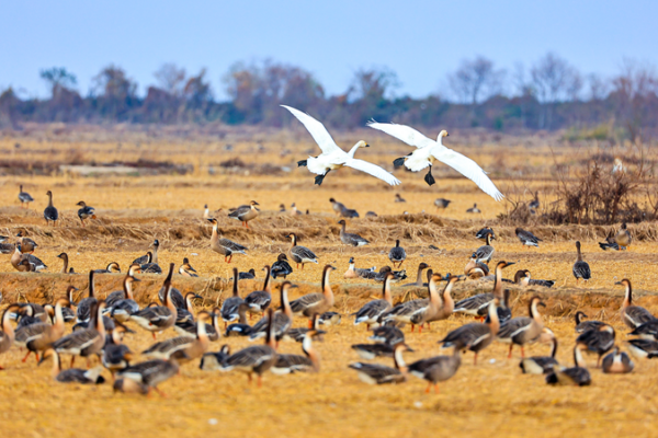 Fiesta_invernal_de_aves_en_el_Lago_Poyang