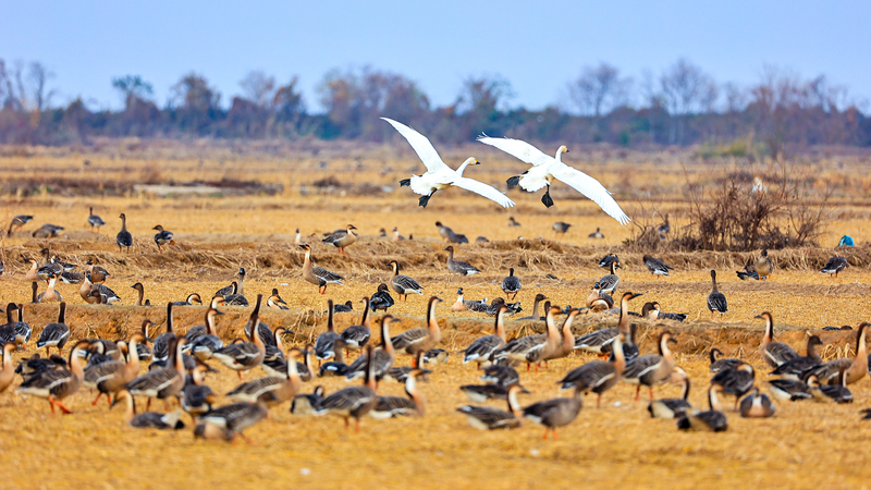 Fiesta_invernal_de_aves_en_el_Lago_Poyang
