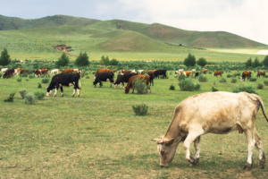 Genética de bovinos revela intercambios prehistóricos en Asia Oriental