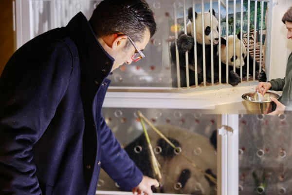 Francia recibe nuevos pandas gigantes en 2027 en el Zoológico de Beauval