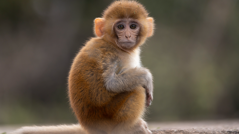 Científicos chinos mapean el paisaje molecular del envejecimiento en macacos rhesus