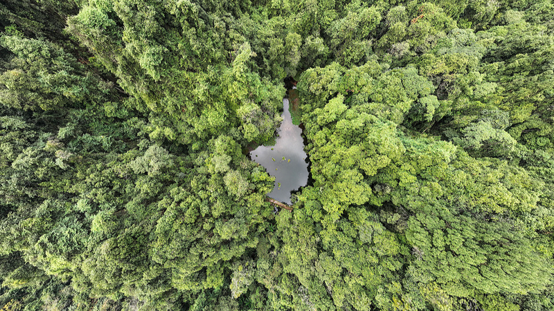 China avanza en conservación de germoplasma forestal y de pastizales