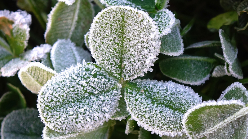 Ola de frío y primeras nevadas en la China continental activan alerta azul