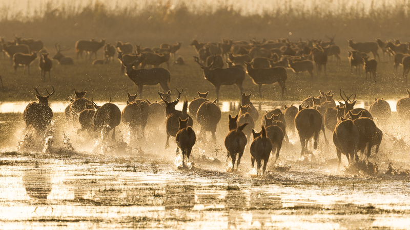La_UICN_adopta_oficialmente__Milu__para_el_ciervo_de_Pere_David_en_el_40_aniversario_de_su_regreso