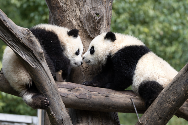 La_nueva_Base_de_Pandas_de_Mianyang_abre_sus_puertas_en_China video poster