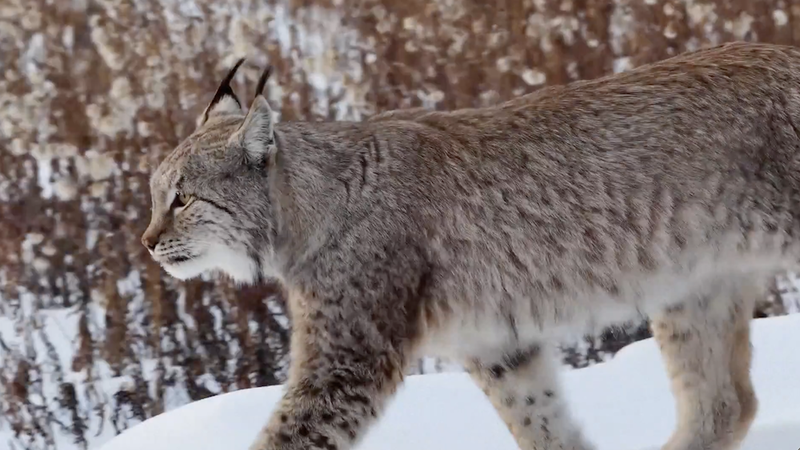 Lince_y_alces__avistamiento_inesperado_en_el_invierno_de_Heilongjiang video poster