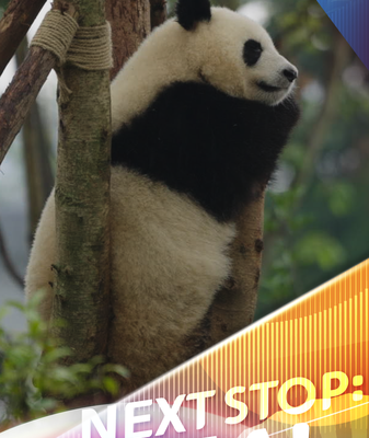 Los_pandas_gigantes_de_Chengdu__las_estrellas_adorables_de_China video poster