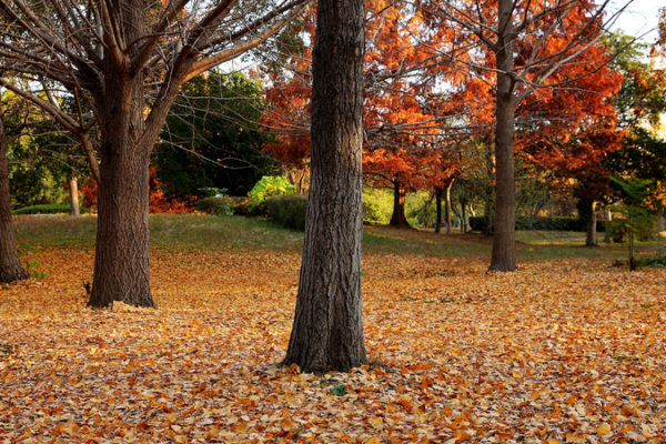 China refuerza su código ambiental con sanciones más severas y reglas claras de vida silvestre