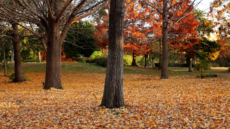 China refuerza su código ambiental con sanciones más severas y reglas claras de vida silvestre