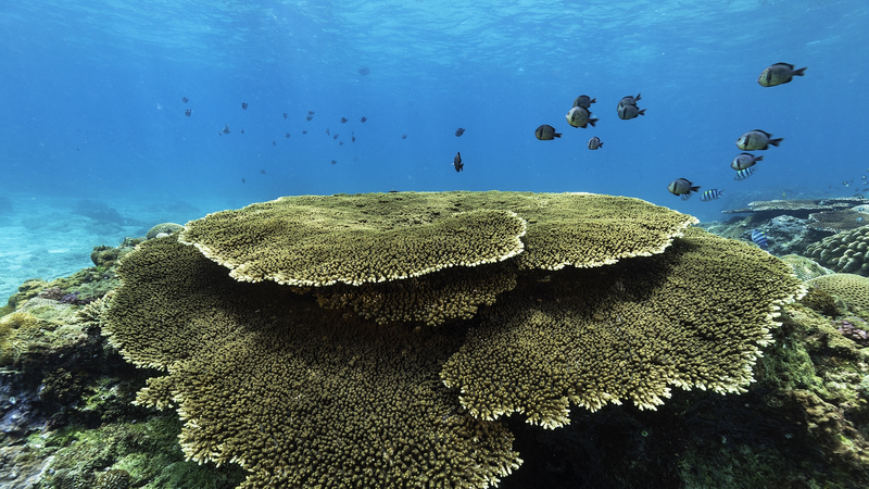 Ecología marina favorable al sur de Hainan, en el territorio continental chino