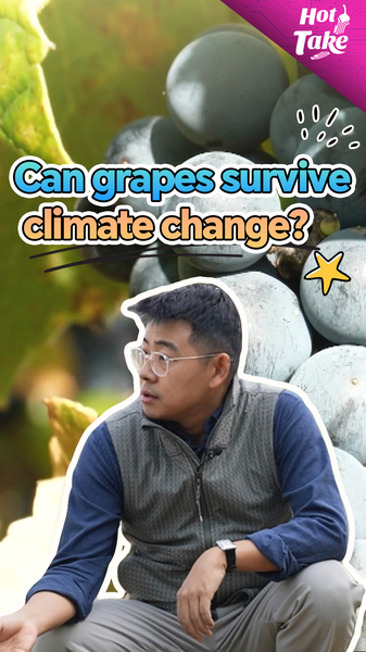 ¿Pueden las uvas sobrevivir al cambio climático? Plan del viñedo chino-francés video poster