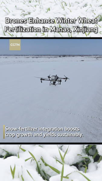 Drones revolucionan la fertilización del trigo invernal en Manas, Xinjiang video poster