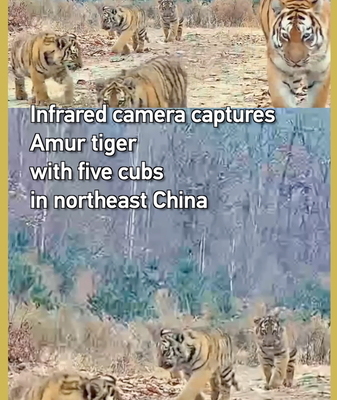 Cámara infrarroja capta tigresa de Amur con cinco crías en China continental 🐯📸 video poster