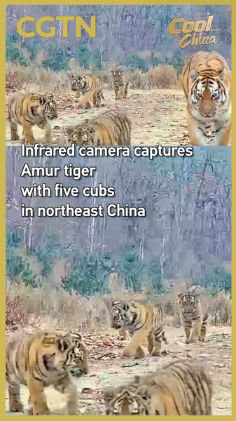 Cámara infrarroja capta tigresa de Amur con cinco crías en China continental 🐯📸 video poster