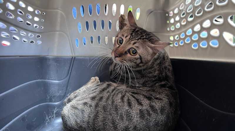 Rescate_de_mascotas_en_el_incendio_de_Wang_Fuk_Court___Son_parte_de_la_familia_ video poster