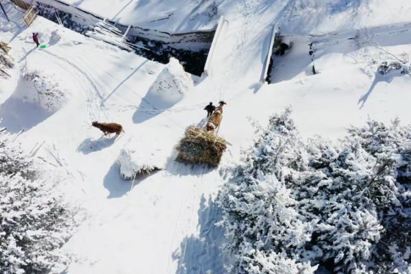 Serenidad_Invernal_en_Songling__Descubre_el_Encanto_de_este_Pueblo_de_Nieve