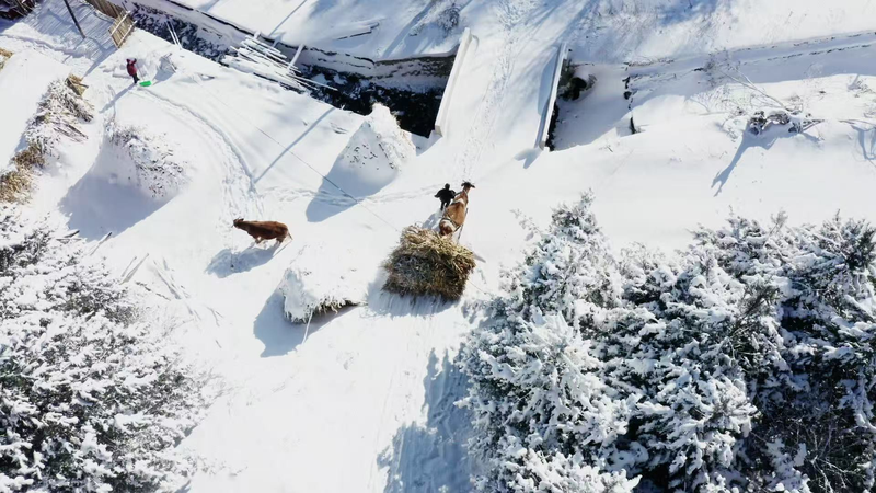 Serenidad_Invernal_en_Songling__Descubre_el_Encanto_de_este_Pueblo_de_Nieve