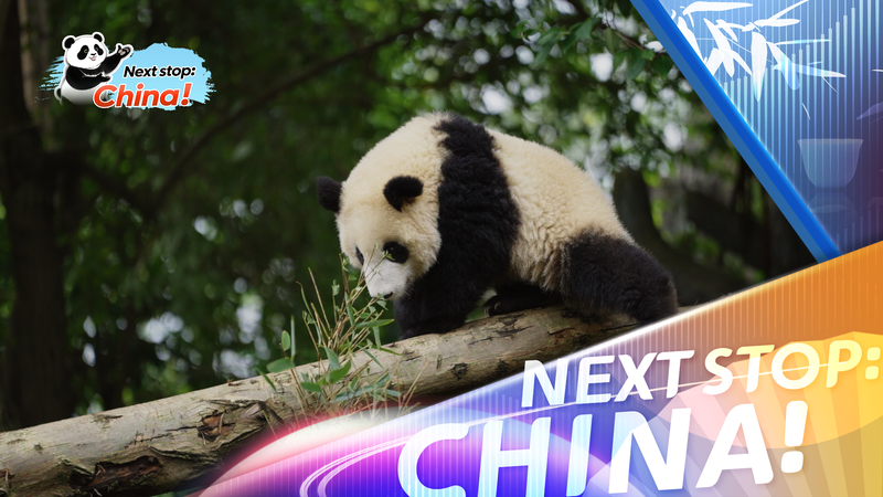 Chengdu: el latido de los pandas en cada rincón video poster