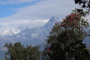 Montañas y clima: el motor de la biodiversidad alpina