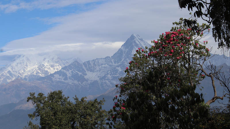Montañas y clima: el motor de la biodiversidad alpina