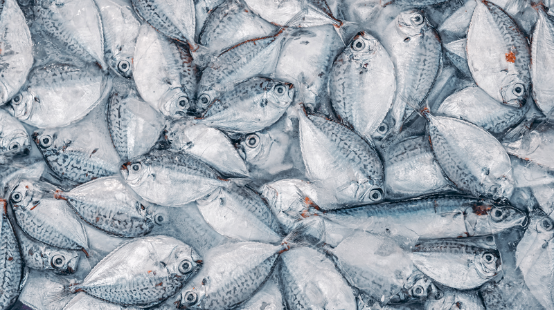 Equipo chino rastrea químicos eternos en peces y alerta riesgos de salud