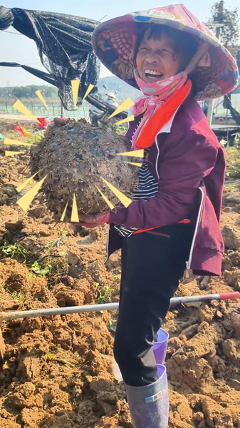 Cosecha de konjac en Hainan: energía y trabajo en los campos video poster