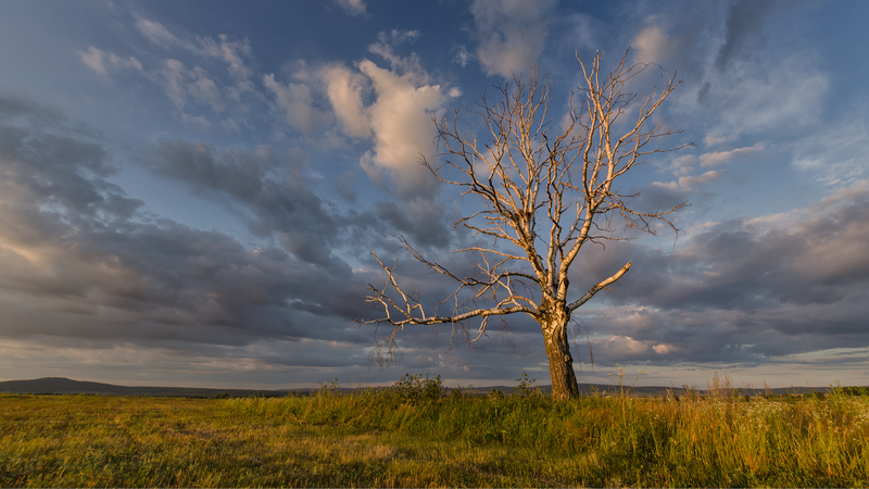 Científicos chinos crean el primer mapa nacional de vegetación no fotosintética
