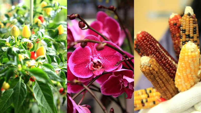 Agricultura de alta tecnología florece en Shandong: belleza y ganancias navideñas