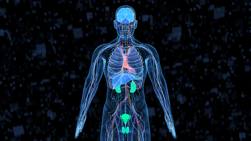 Nuevo modelo chino predice el envejecimiento de 13 órganos clave