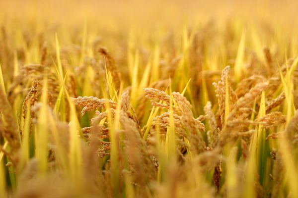 Nueva estrategia contra Xanthomonas: cómo bloquear al 'asesino de cultivos'