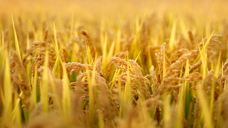 Nueva estrategia contra Xanthomonas: cómo bloquear al 'asesino de cultivos'