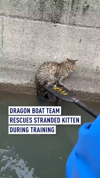 Equipo de dragon boat rescata a un gatito atrapado en el río video poster
