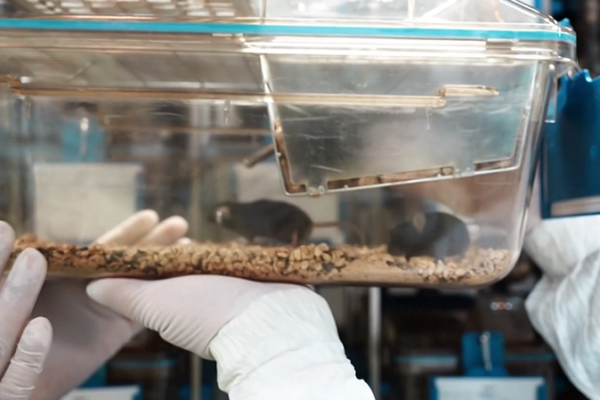 El público bautiza a los ratones espaciales de China