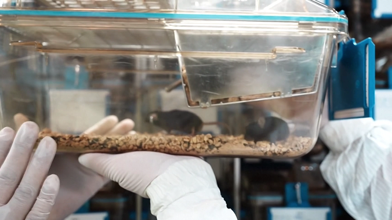 El público bautiza a los ratones espaciales de China