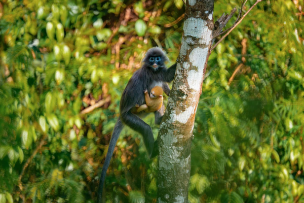 Cría de langur dorado sorprende en Yunnan y destaca conservación video poster