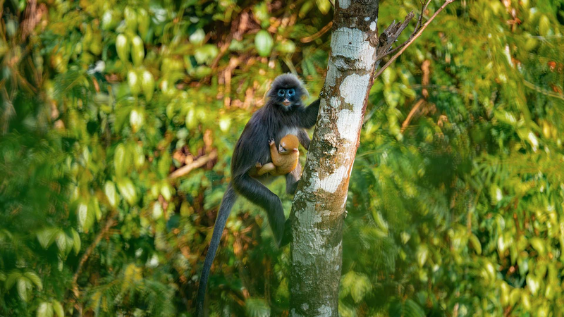 Cría de langur dorado sorprende en Yunnan y destaca conservación video poster
