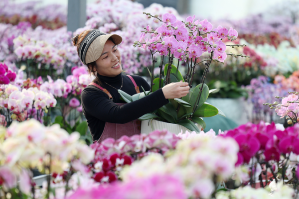 Mercado de flores del Año Nuevo florece y eleva ingresos en Shandong