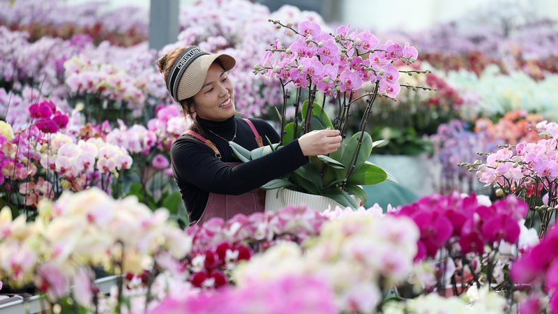 Mercado de flores del Año Nuevo florece y eleva ingresos en Shandong