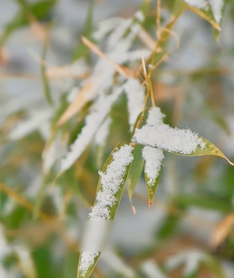 Dahan: el día más frío y la cuenta regresiva para la primavera video poster
