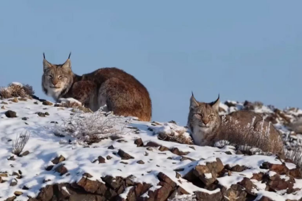 Primer avistamiento del lince euroasiático en Karamay, Xinjiang video poster