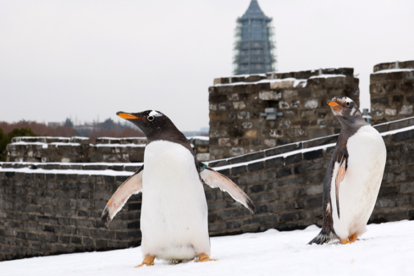 Pingping y An’an: ¡pingüinos de Nanjing se divierten en la nieve!