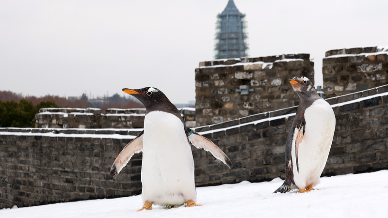 Pingping y An’an: ¡pingüinos de Nanjing se divierten en la nieve!