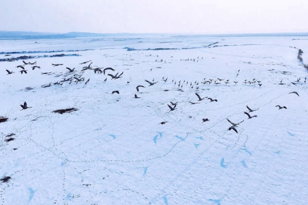 Grullas grises tiñen de blanco el río Amarillo tras nevada video poster