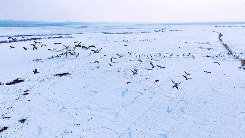 Grullas grises tiñen de blanco el río Amarillo tras nevada video poster