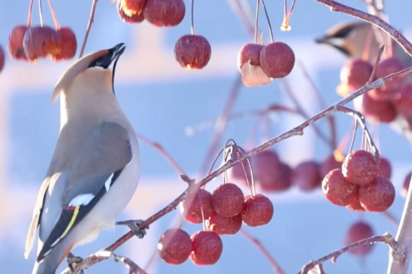 Bohemian waxwings llegan a Xinjiang: celebran avances en conservación video poster