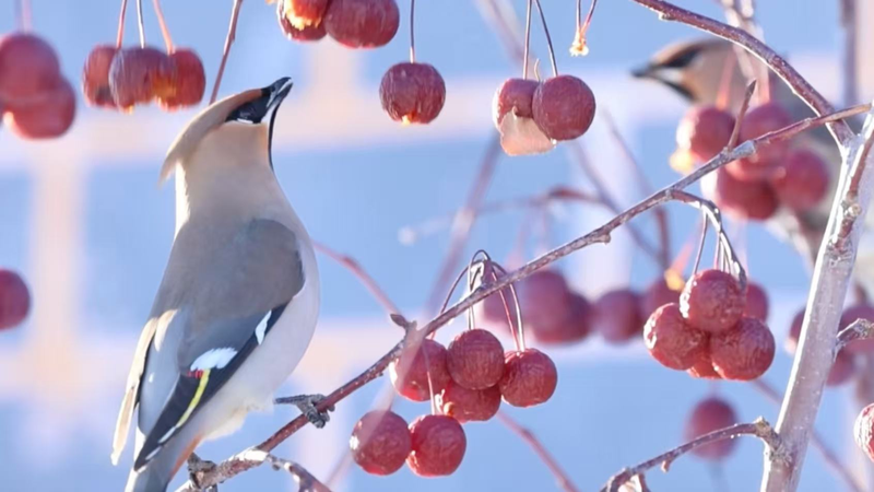 Bohemian waxwings llegan a Xinjiang: celebran avances en conservación video poster