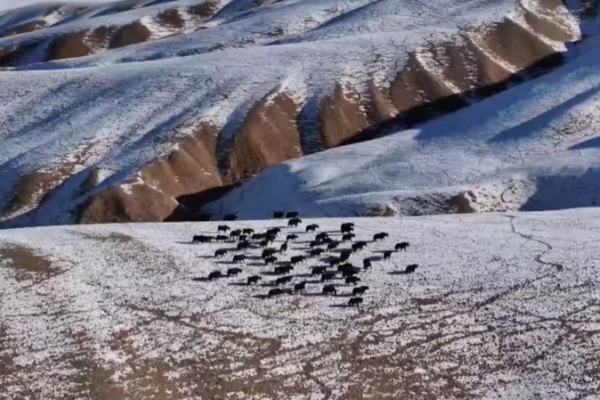 Manada de más de 100 yaks salvajes avistada en Gansu video poster